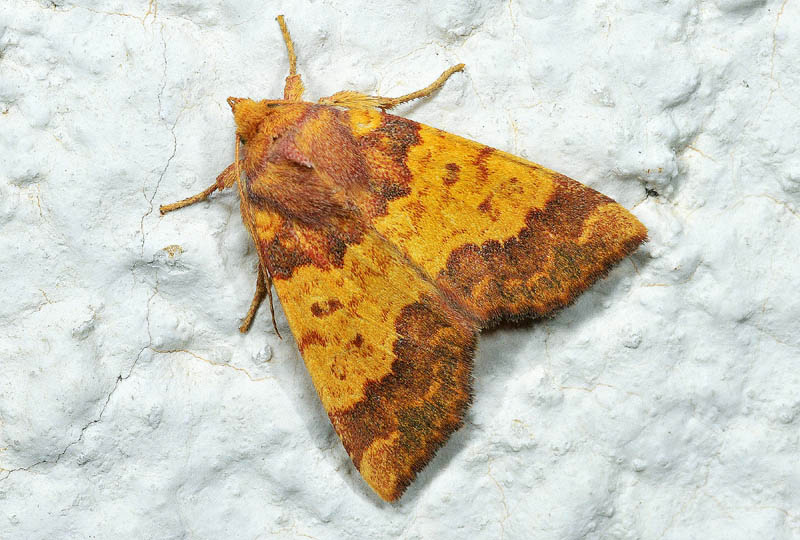 Noctudae  dalle tinte calde e luminose